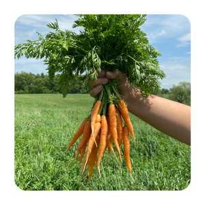 mokum carrots