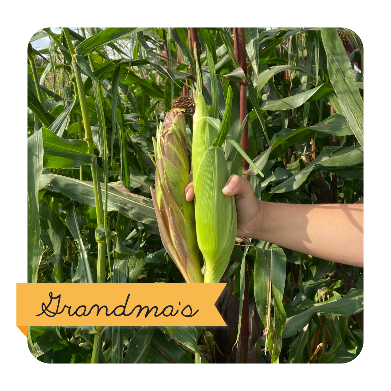 grandma's corn