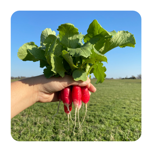 A bunch of french breakfast radishes being held up. The radishes are red, elongated with a white interior. Both the greens and the root are edible.